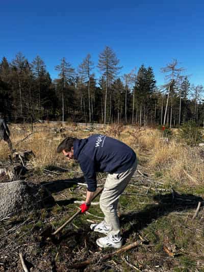 Person mit WEKO-Pullover arbeitet mit einem Werkzeug auf einer offenen Waldfläche. Umgeben von Baumstümpfen und Gras bereitet sie den Boden für eine Pflanzung vor. Im Hintergrund stehen vereinzelte Bäume unter blauem Himmel.