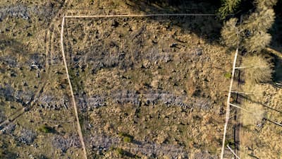Luftaufnahme einer offenen Waldfläche mit vielen kleinen Pflanzstellen und schmalen Wegen. Das Bild zeigt vorbereiteten Boden für Aufforstung nach Rodung, mit vereinzelten jungen Bäumen und angrenzenden Waldrändern.
