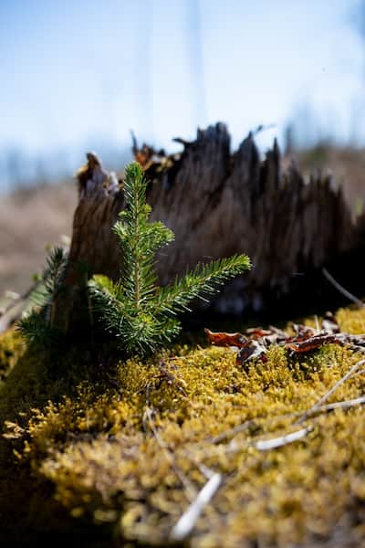 Junger Nadelbaum wächst aus moosbedecktem Waldboden vor einem alten Baumstumpf. Das Bild symbolisiert Neuanfang, natürliche Waldverjüngung und nachhaltige Aufforstung bei sonnigem Tageslicht.
