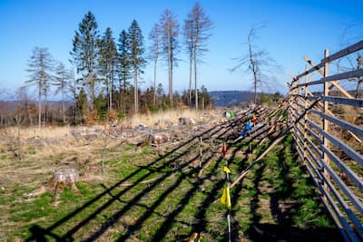 Junge Bäume wachsen auf einer offenen Waldfläche entlang eines schrägen Holzzauns als Wildschutz. Baumstümpfe und vereinzelte alte Bäume sind sichtbar, im Hintergrund erstreckt sich eine hügelige Landschaft unter blauem Himmel.